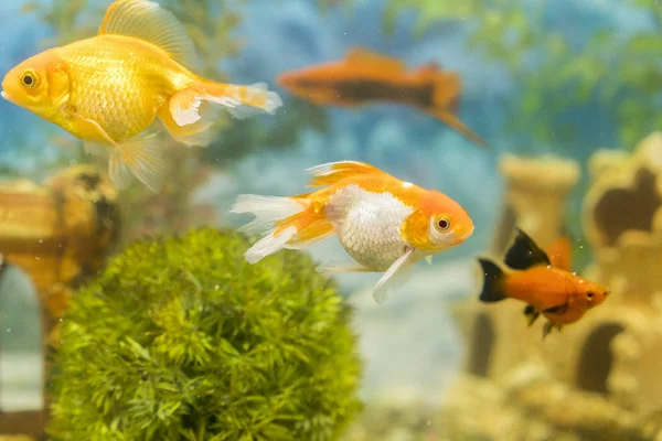 金鱼在淡水水族馆与绿色美丽种植热带 淡水水族馆的鱼与绿色美丽的热带种植 — 图库照片