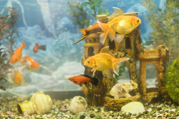 Japon yeşil güzel ile tatlı su akvaryum balığı tropik dikilmiş. yeşil güzel ile tatlı su akvaryum balık ekili tropikal