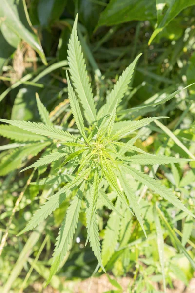 Arbusto Marihuana Bajo Los Rayos Del Sol Foto Vertical — Foto de Stock