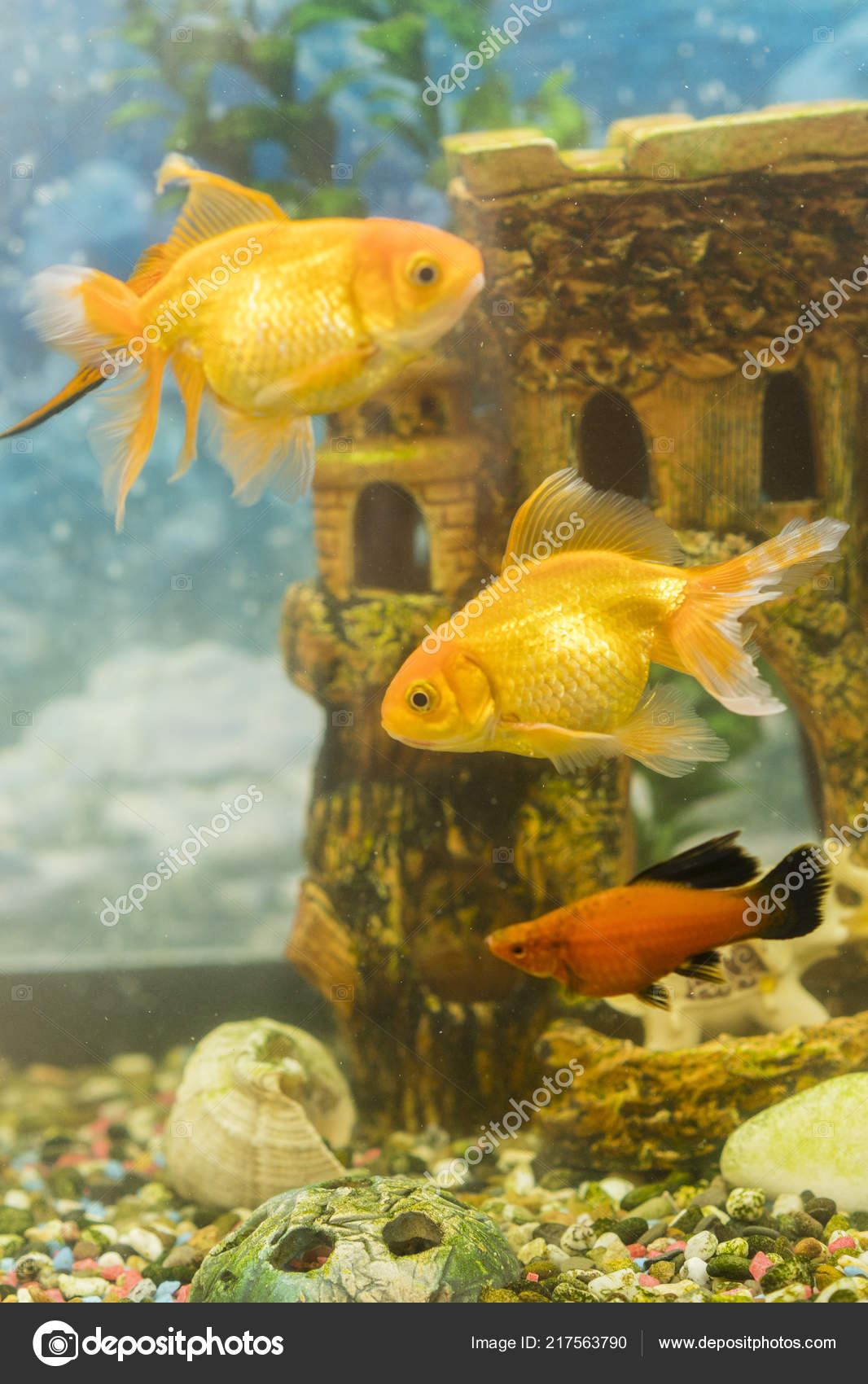 Gros Poissons Chez Joel