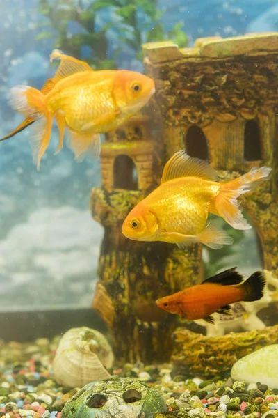 緑の美しい淡水のアクアリウムの金魚には 熱帯が植えられています 緑の美しい淡水のアクアリウムの魚には 熱帯が植えられています 垂直写真 — ストック写真