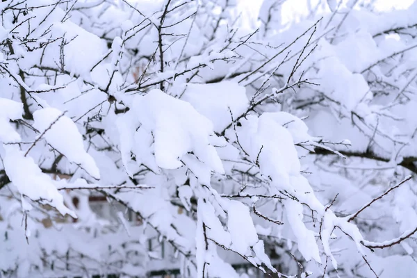 Branch Covered Snow Thin Ice Layer Soft Illumination — Stock Photo, Image