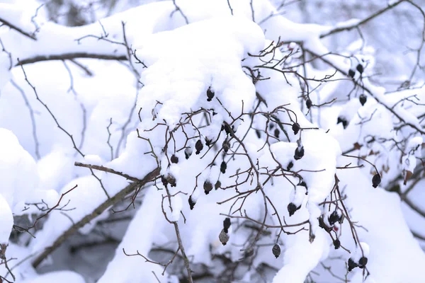 Winterlandschaft Winterbäume Schnee Bäume Mit Schnee Überflutet — Stockfoto