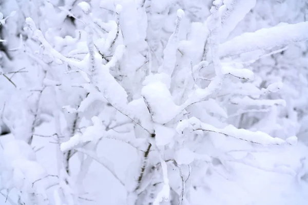 大雪覆盖冬季森林中的分支 — 图库照片