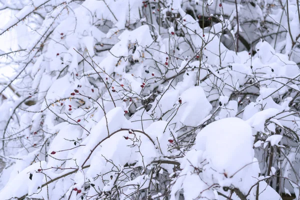 Winterlandschaft Winterbäume Schnee — Stockfoto