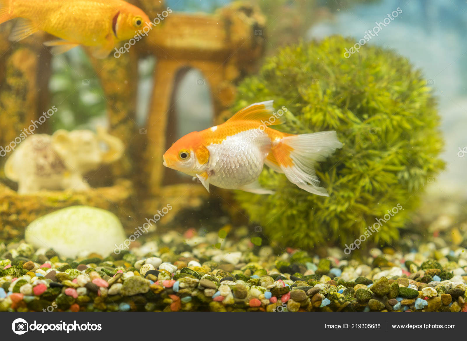 Poisson Rouge Aquarium Eau Douce Avec Vert Magnifique Planté