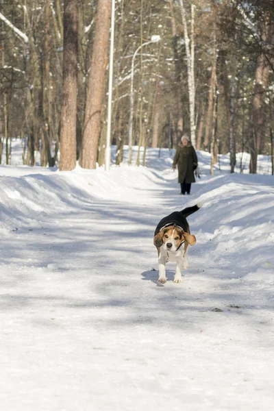 Pies Uszy Duże Zabawny Szczekanie Winter Park Pionowe Zdjęcie — Zdjęcie stockowe