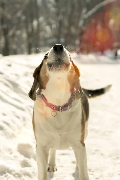 Dog barking in the snow under the sun.