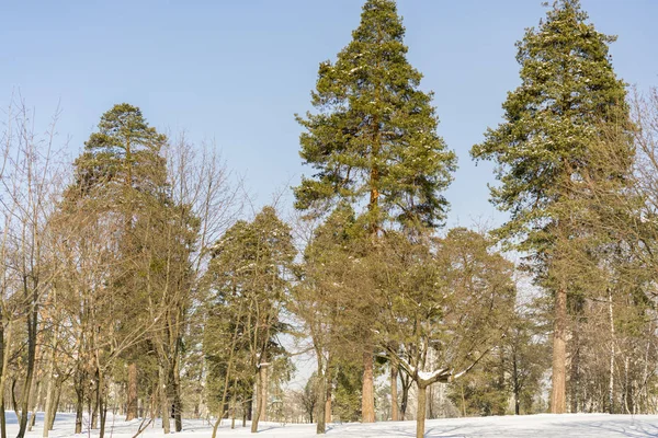 Зимний Сосновый Лес Заснеженные Леса Зимний Пейзаж — стоковое фото