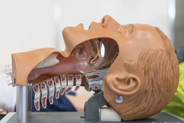 İnsan boyun modeli. Gırtlak düzeni. Düzen boyun yarık.