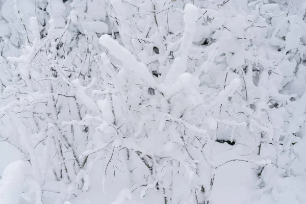 Schneebedeckte Äste Winterwald — Stockfoto