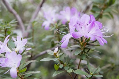 Hassas mor çiçekler ile çiçek açması açelya çiçek.