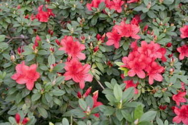 Büyük kırmızı açelya çalı Bahçe. Çiçekli azaleas sezon.