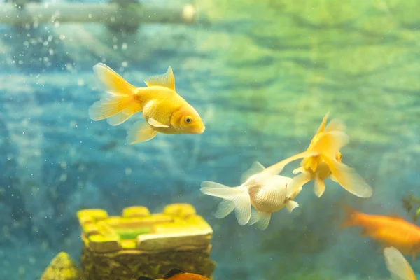 Pez Dorado Acuario Sobre Fondo Castillo Piedra — Foto de Stock