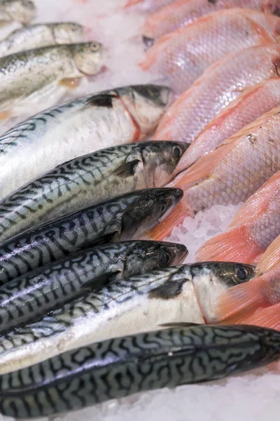 Свежая Морская Рыба Льду Супермаркете Здоровое Здоровое Питание — стоковое фото