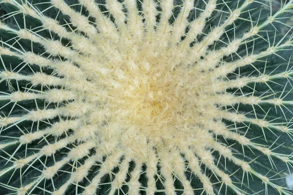 Grön Cactus Med Stora Nålar Närbild Visa Från Ovan — Stockfoto