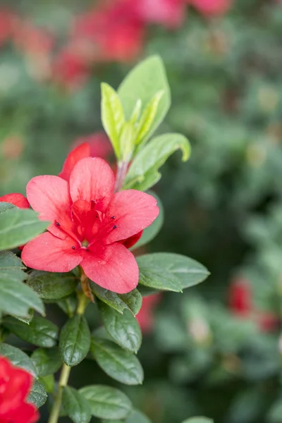 Квітучі Квіти Азалії Влітку — стокове фото