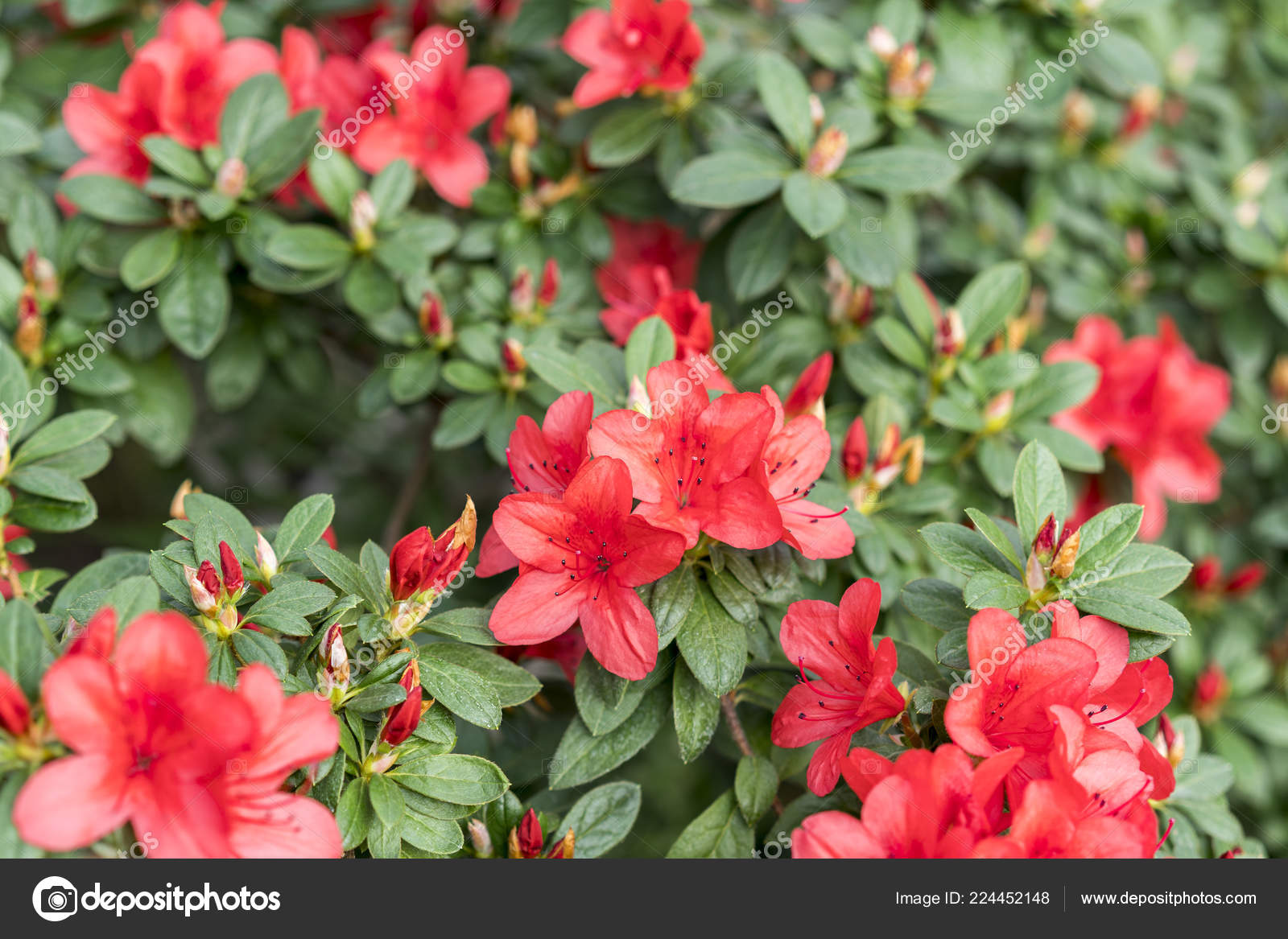 Big Red Azalea Bush Garden Season Flowering Azaleas Stock Photo by  © 224452148