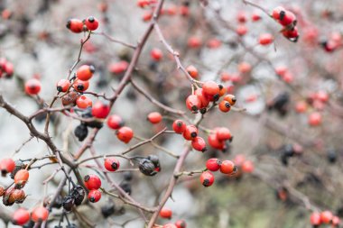 Kalça kılları olgun böğürtlenlerle. Çalının üzerindeki dogrose dutları. Yaban güllerinin meyveleri. Dikenli dogrose. Kırmızı gül kalçalar. Olgun kırmızı dut, makro fotoğraf..