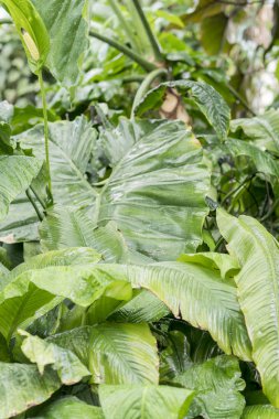 yağmur ormanlarında yeşil çalılar.