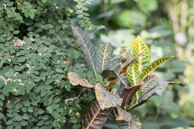 Kroton büyük sarı-yeşil yaprakları ile.