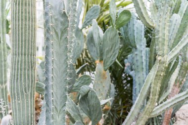 Grove büyük yeşil kaktüs.