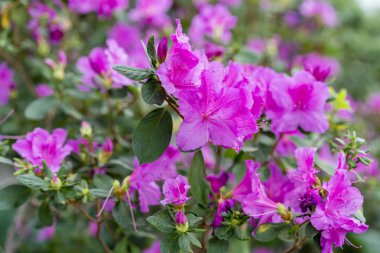 Satsuki açelya (Azalea ormangülü çiçek açan pembe).