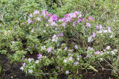 Hassas mor çiçekler ile çiçek açması açelya çiçek.