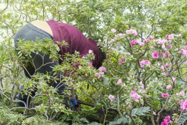 Bahçede çalışan orta yaşlı bir kadın.