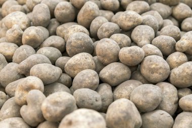 Bir sürü kirli patates