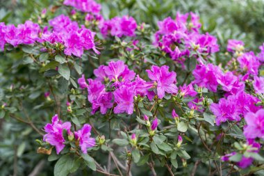 Büyük pembe açelya çalı Bahçe. Çiçekli azaleas sezon.
