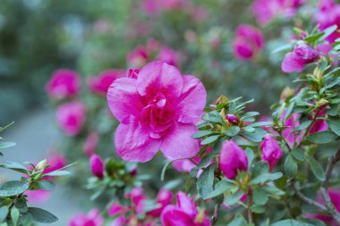 Hassas mor çiçekler ile çiçek açması açelya çiçek.