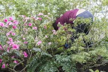 Bahçede çalışan orta yaşlı bir kadın