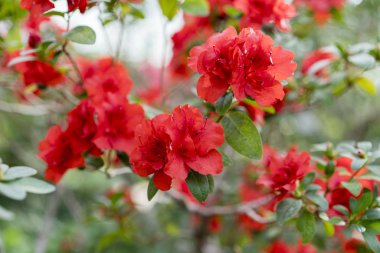 Şık bir çiçek açan Kamelya çalı bahar bahçe. Parlak, kırmızı açalyalar çiçek yeşil yaprakları arasında.
