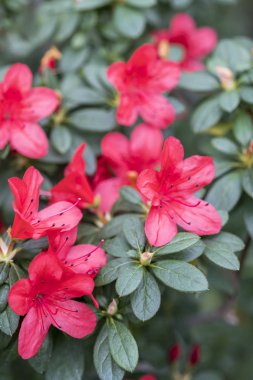 Hassas mor çiçekler ile çiçek açması açelya çiçek.