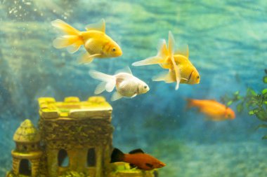 Goldfish içinde belgili tanımlık akvaryum taş castle arka plan üzerinde.