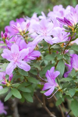 Kamelya yakın çekim narin çiçekler. 8 Mart Kadınlar Tebrikler