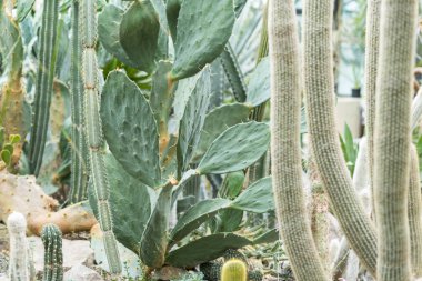 Büyük yeşil küre kaktüs büyük iğneler ve aloe ve arka planda farklı kaktüsler ile