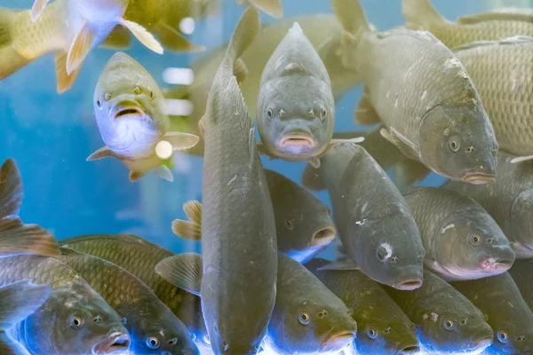 Большая Рыба Карп Аквариуме — стоковое фото