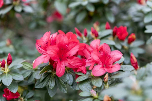 Élénk Piros Azalea Virágot Közelről Nagy Piros Camellia Virág Közelről — Stock Fotó