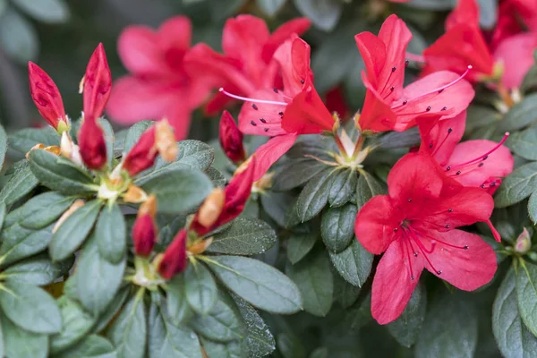 Delicadas Flores Camelia Cerca Felicitaciones Las Mujeres Marzo —  Fotos de Stock