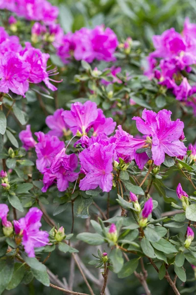 Цветение Розового Сацуки Azza Rhododendron — стоковое фото