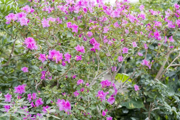 庭に大きなピンクのツツジのブッシュ 花盛りのツツジの季節 — ストック写真