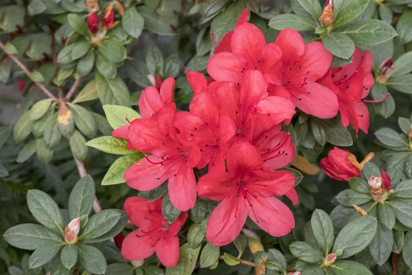 Flores Azaleas Rojas Brillantes Entre Las Hojas Verdes —  Fotos de Stock