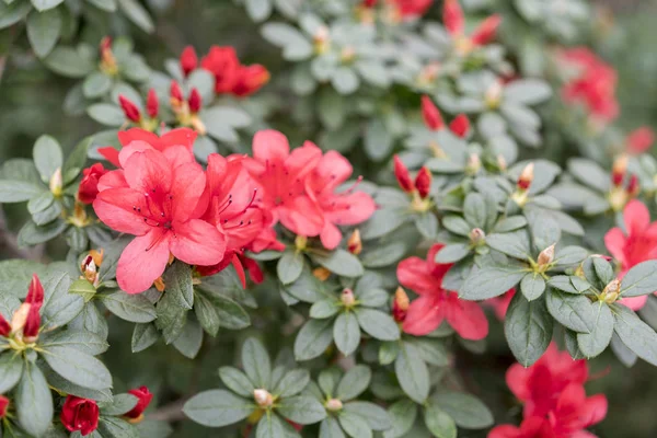 Élénk Piros Azalea Virágot Közelről Nagy Piros Camellia Virág Közelről — Stock Fotó