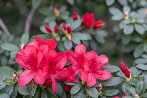 Ярко Красные Азалии Цветы Крупным Планом — стоковое фото