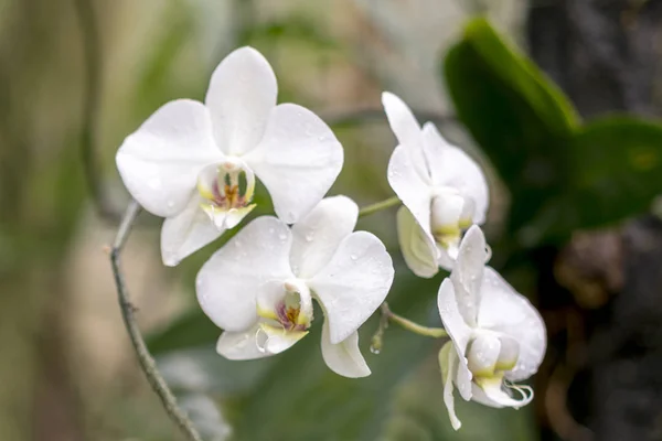 Λευκή Ορχιδέα Phalaenopsis Από Την Ταϊλάνδη Ορχιδέες Μεγαλώνουν Καλά Ένα — Φωτογραφία Αρχείου
