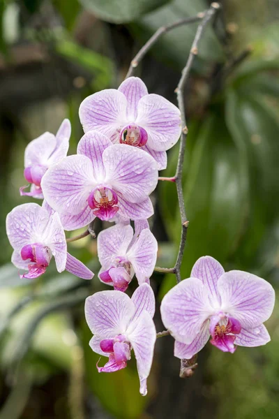 Φύλλα Βιολέτας Orchid Λουλούδια Στον Κήπο Φόντο Πράσινο Γκρο Πλαν — Φωτογραφία Αρχείου