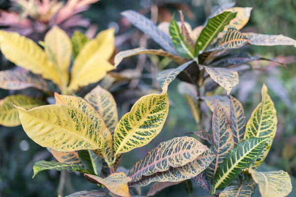 Croton with large yellow-green leaves.