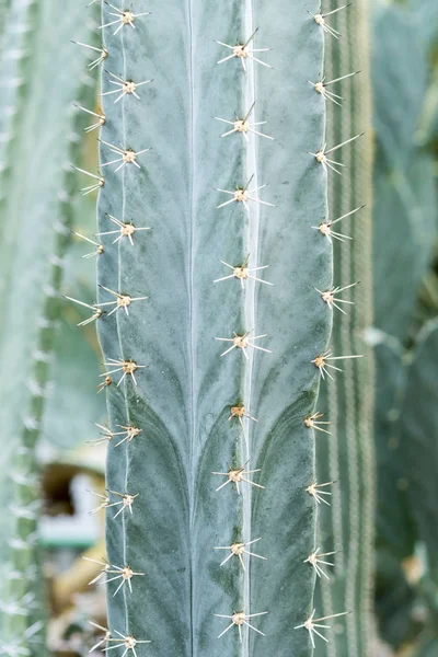 Grüner Kaktus Mit Großen Nadeln Nahaufnahme — Stockfoto